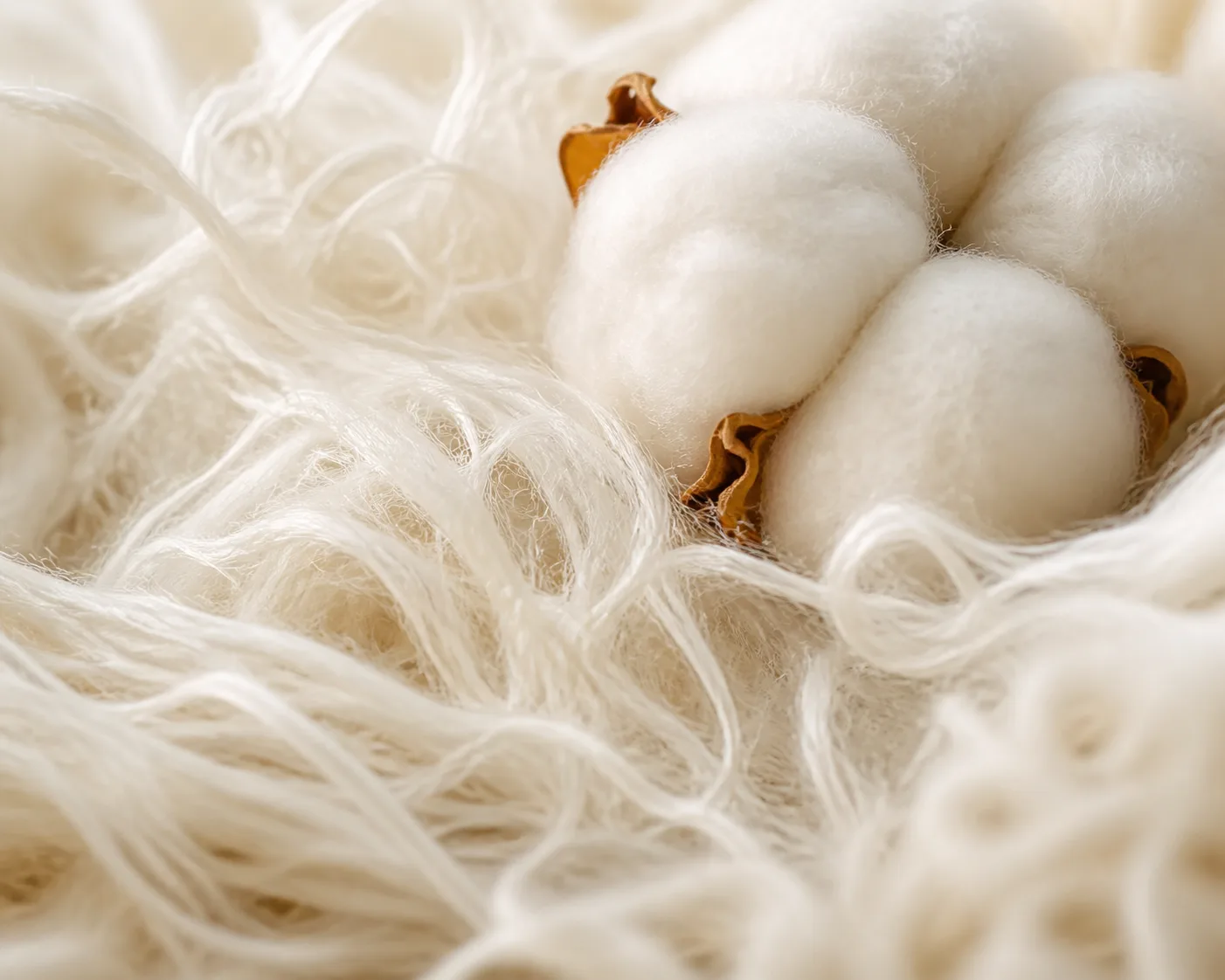 Makrofoto av naturlige bomullsfibre og en myk bomullsdott
